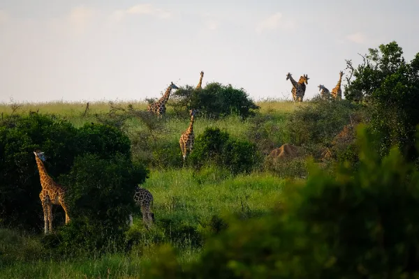 East Africa Safari: A Journey of Luxury and Adventure