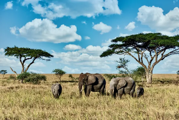East Africa Safari: A Journey of Luxury and Adventure