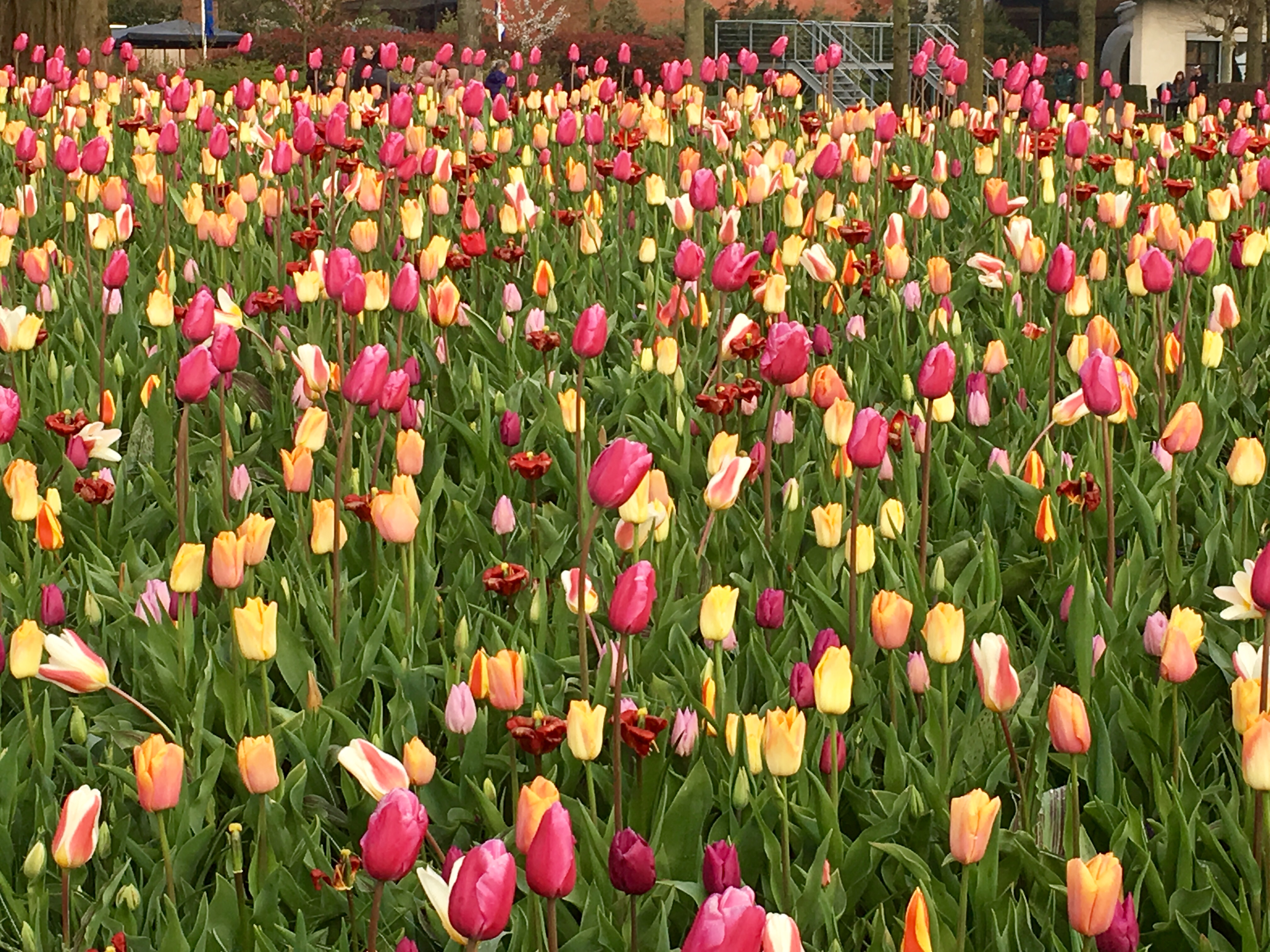 A wide bed of pink, yellow and white tulips at Keukenhof