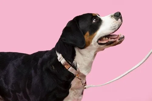a dog on a pink drop