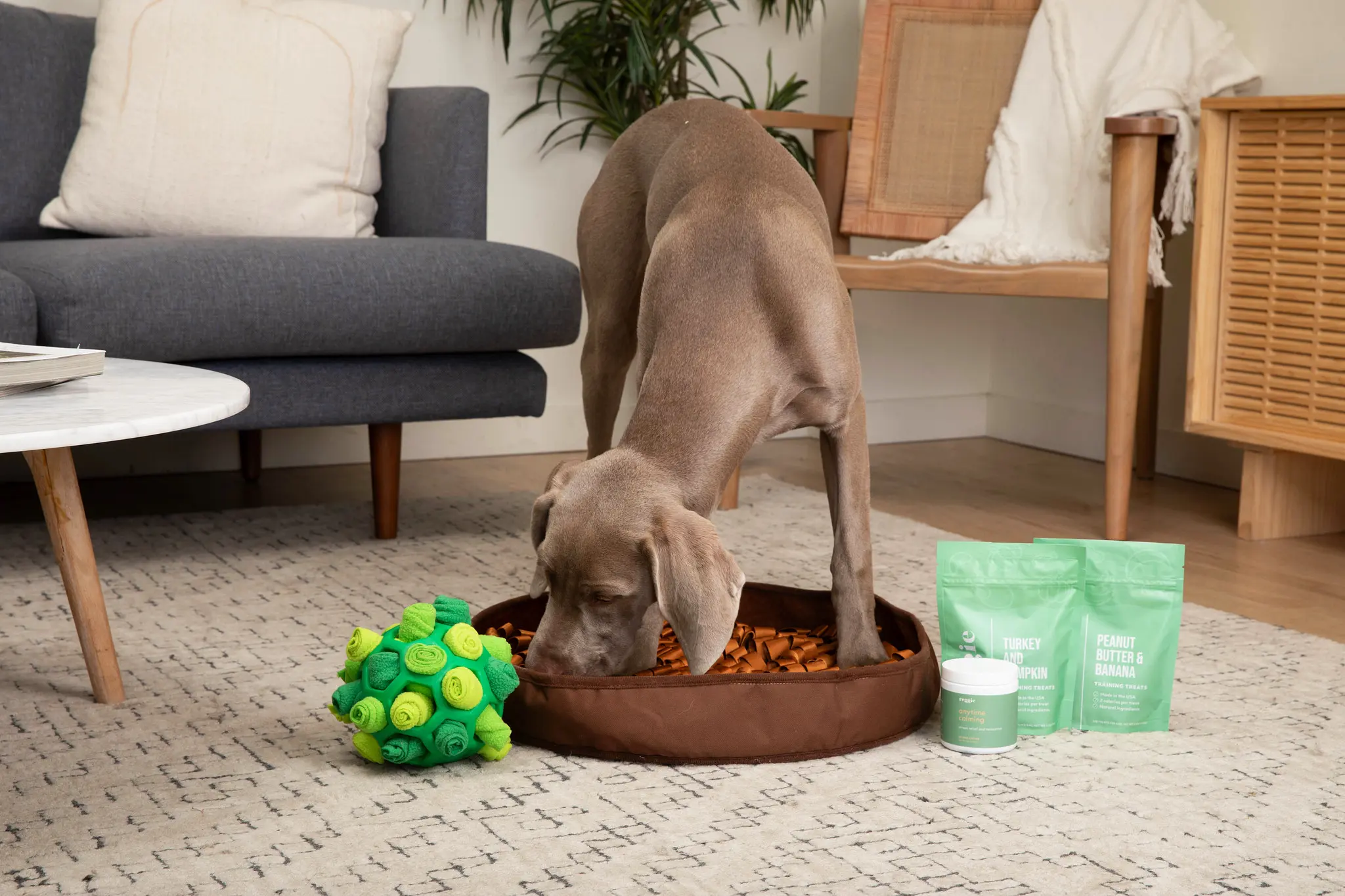 dog eating food in living room