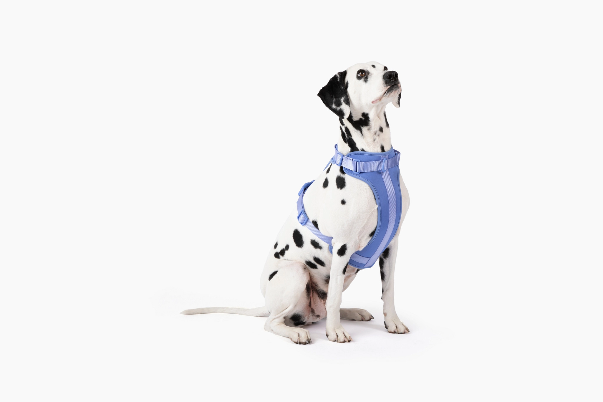 Dalmatian dog sitting and looking upward wearing a blue harness on a white background.