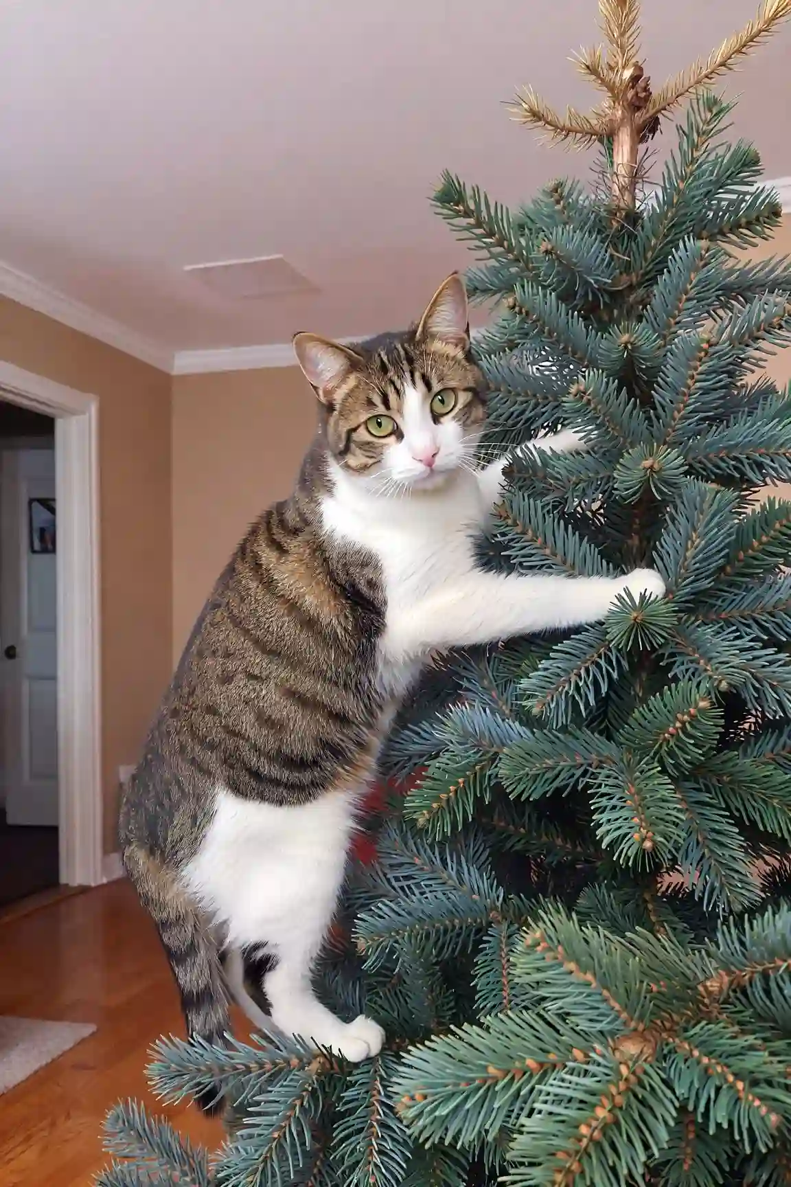 Image photoréaliste d'un chat générée gratuitement avec ImagineArt