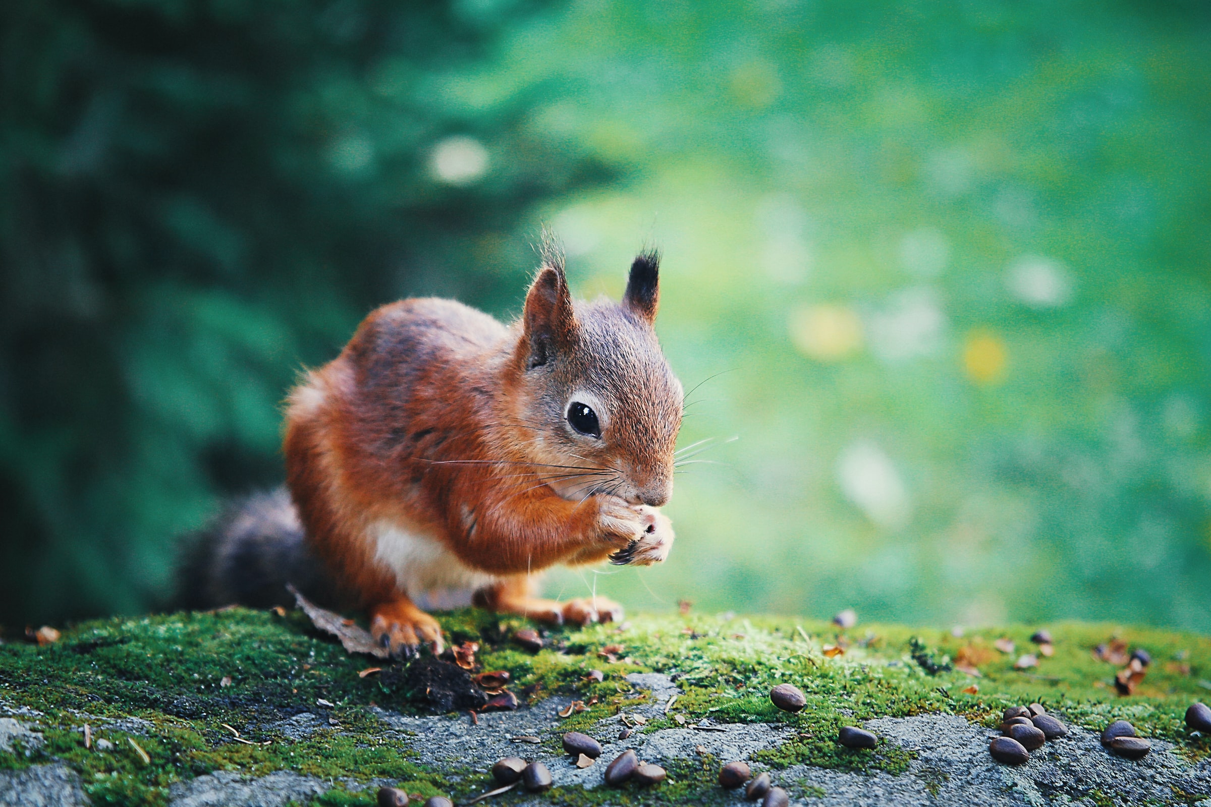 Photograph squirrel on a moss covered rock with a green background