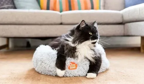 Pet Model