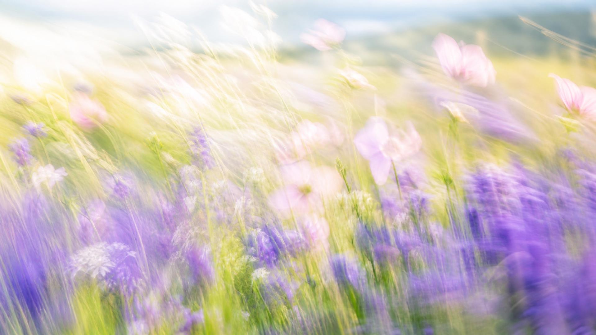 Bright impressionistic motion-blur wildflower meadow in lavender and purple