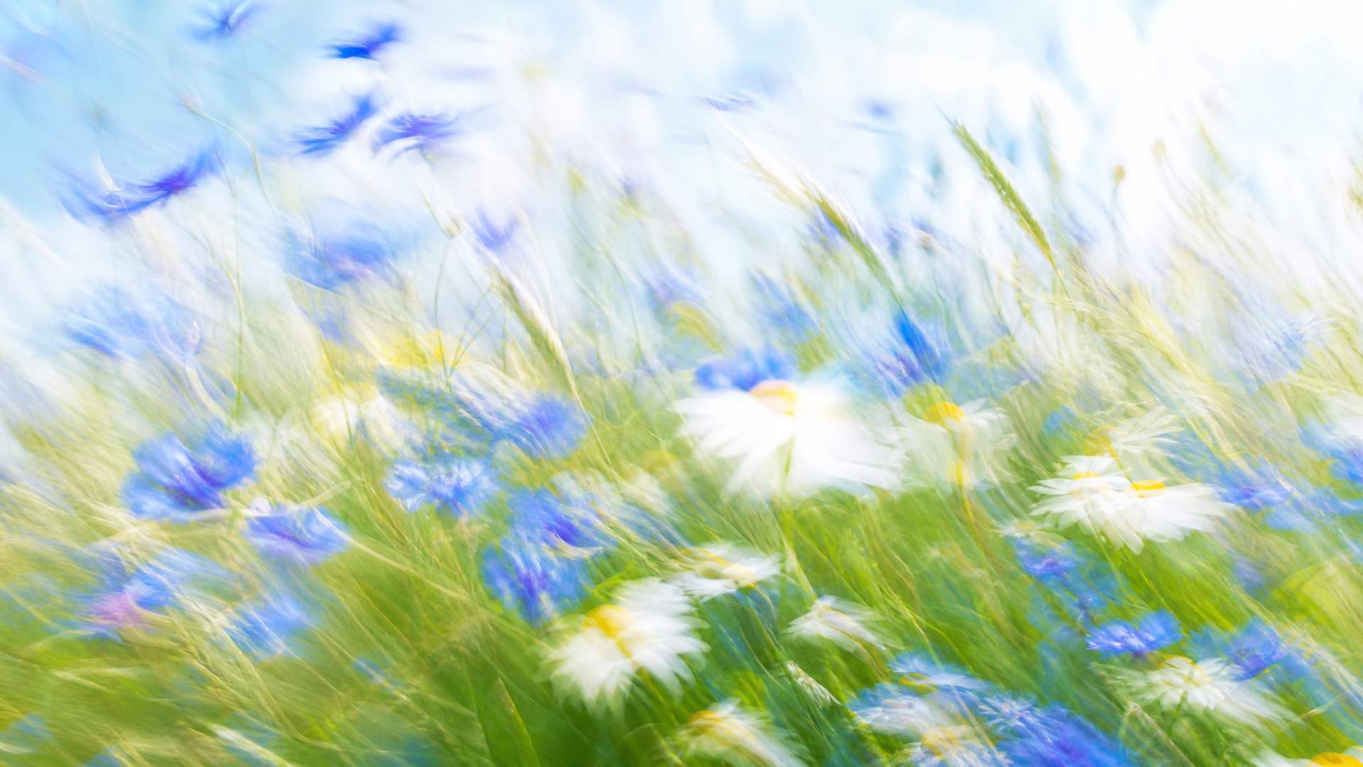 Bright motion-blur wildflower meadow with blue cornflowers and daisies