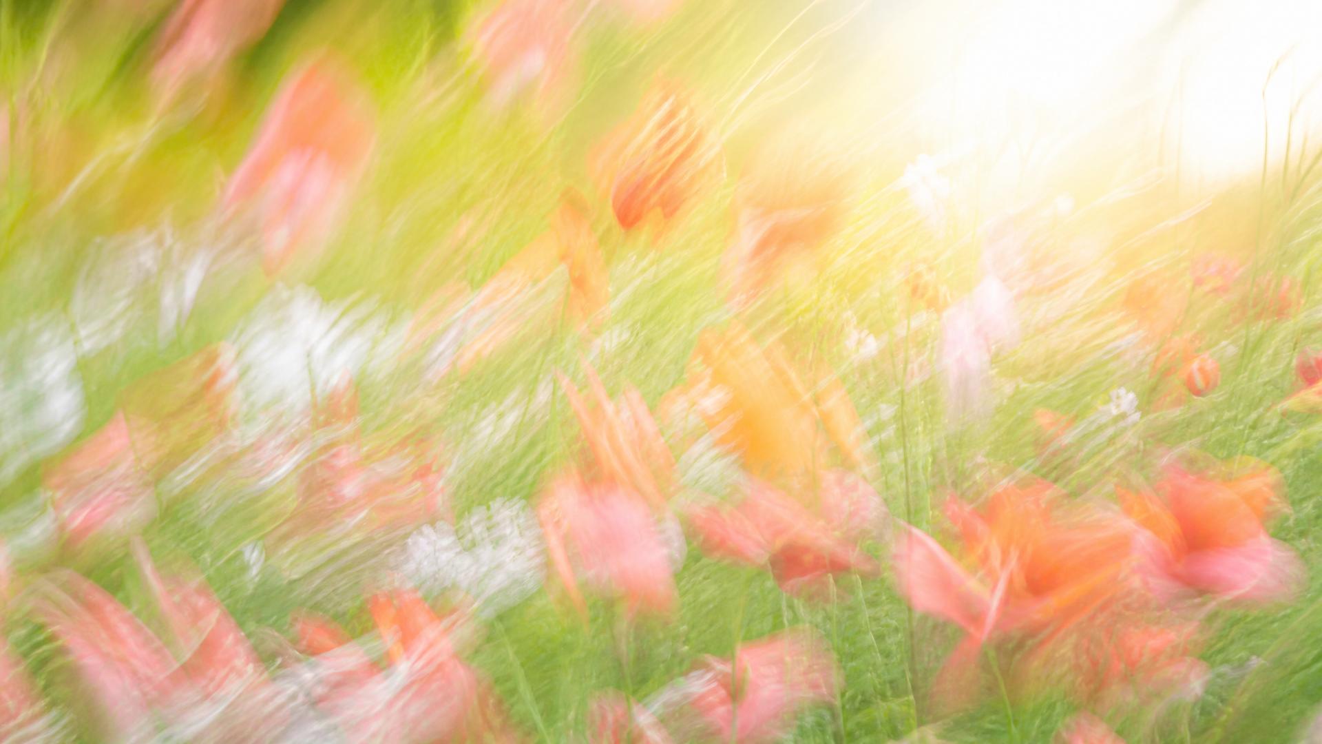 Bright motion-blur wildflower meadow in coral and peach
