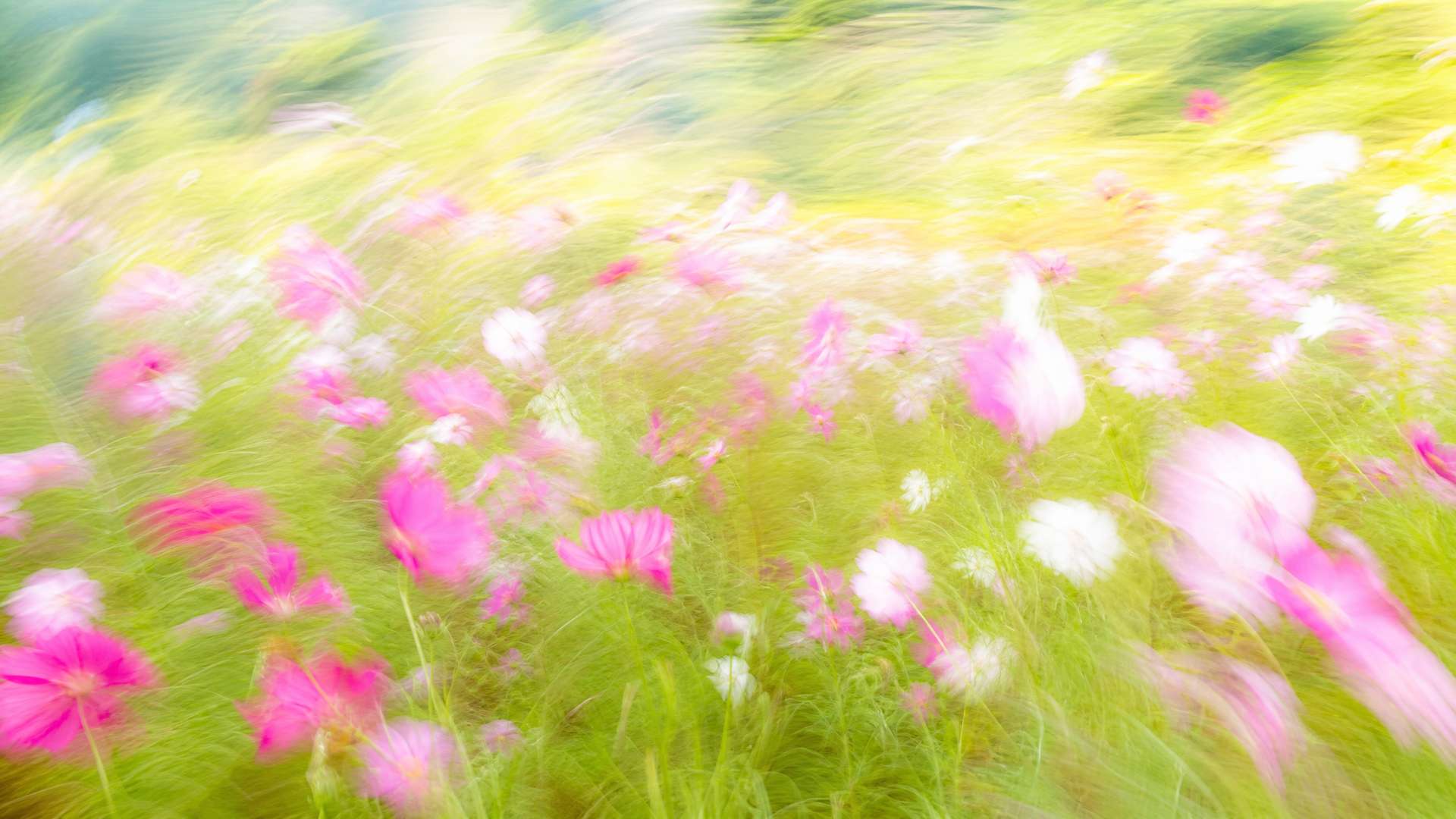 Bright motion-blur wildflower meadow in pink and white cosmos