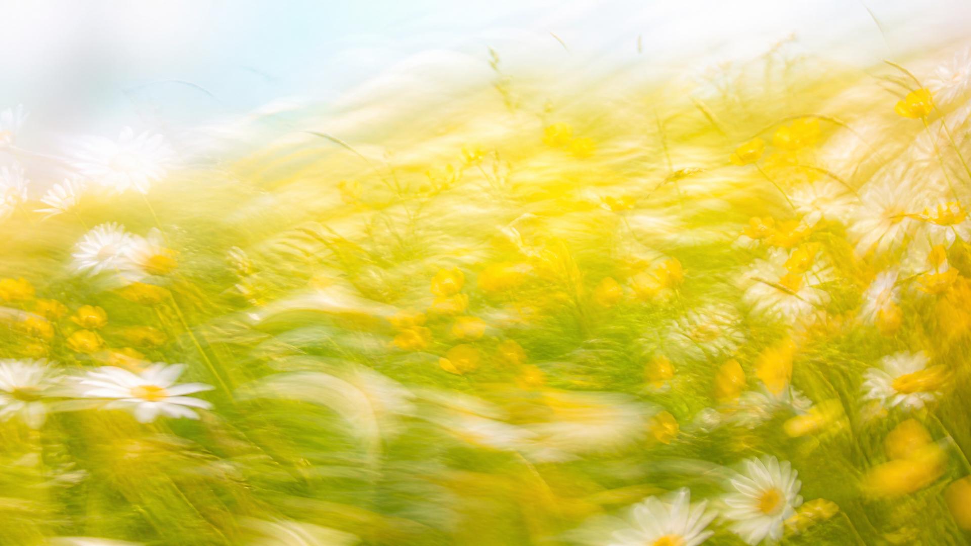 Bright impressionistic motion-blur wildflower meadow