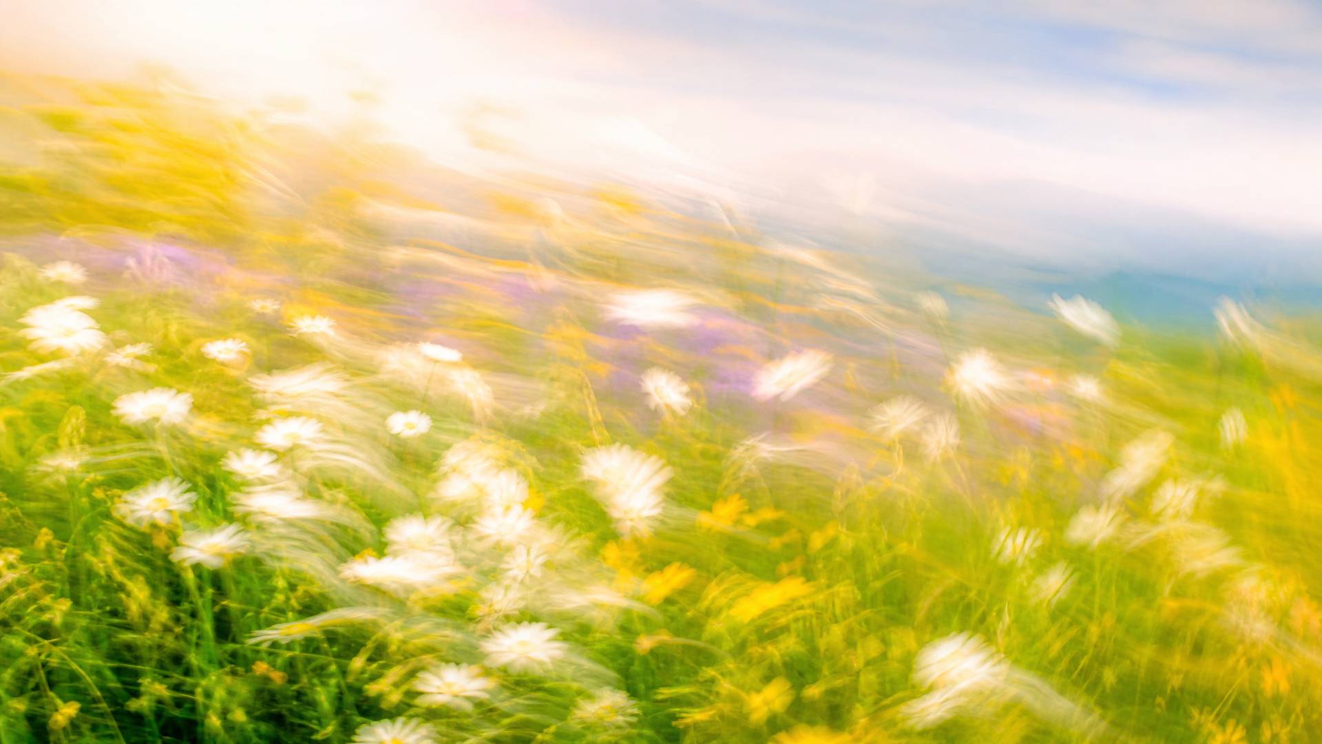 Bright impressionistic motion-blur wildflower meadow