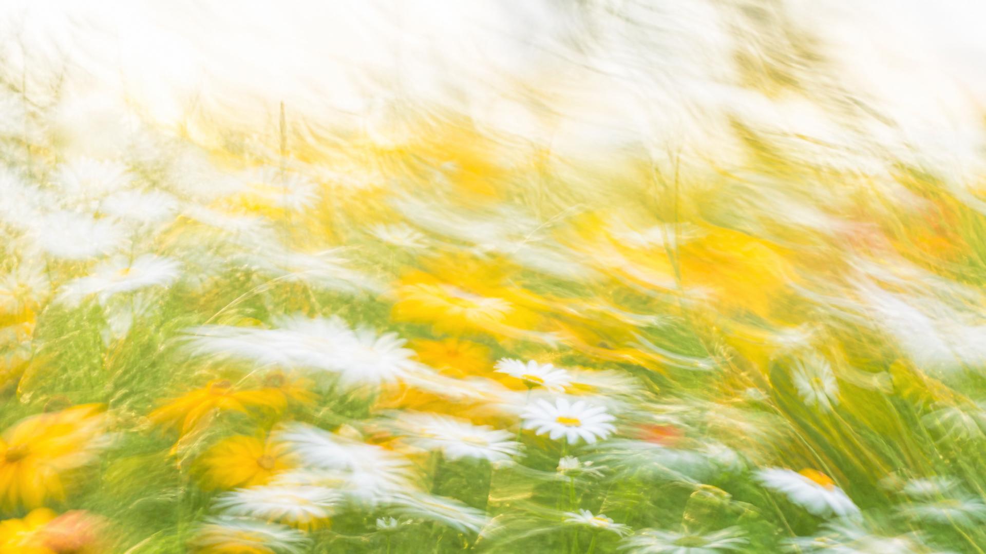 Bright impressionistic motion-blur wildflower meadow