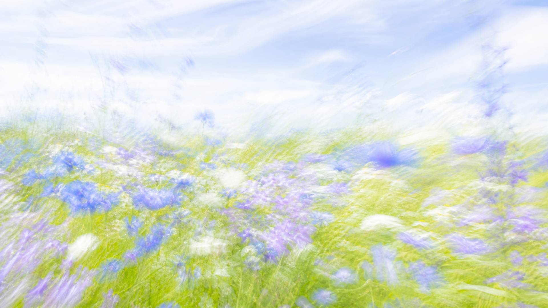 Bright impressionistic motion-blur wildflower meadow in blue and lavender