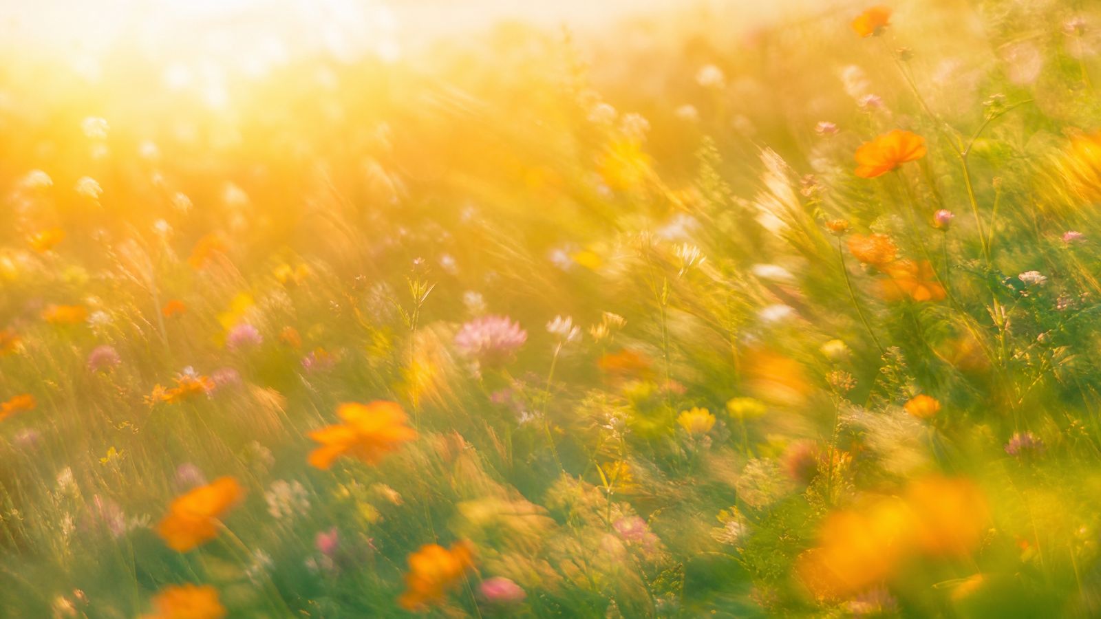 Bright impressionistic wildflower meadow in amber and green