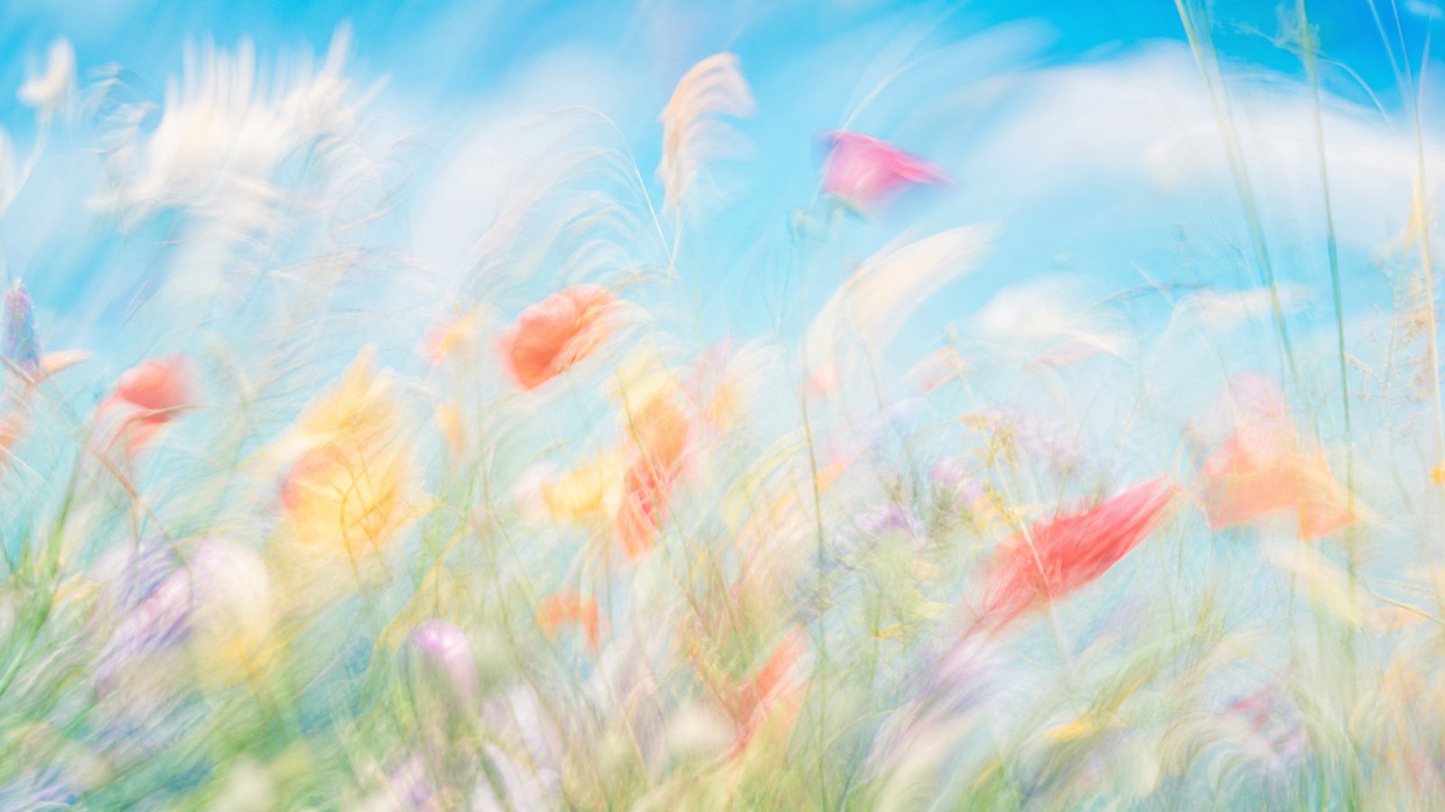 Bright high-key motion-blur wildflower meadow in sky blue and coral