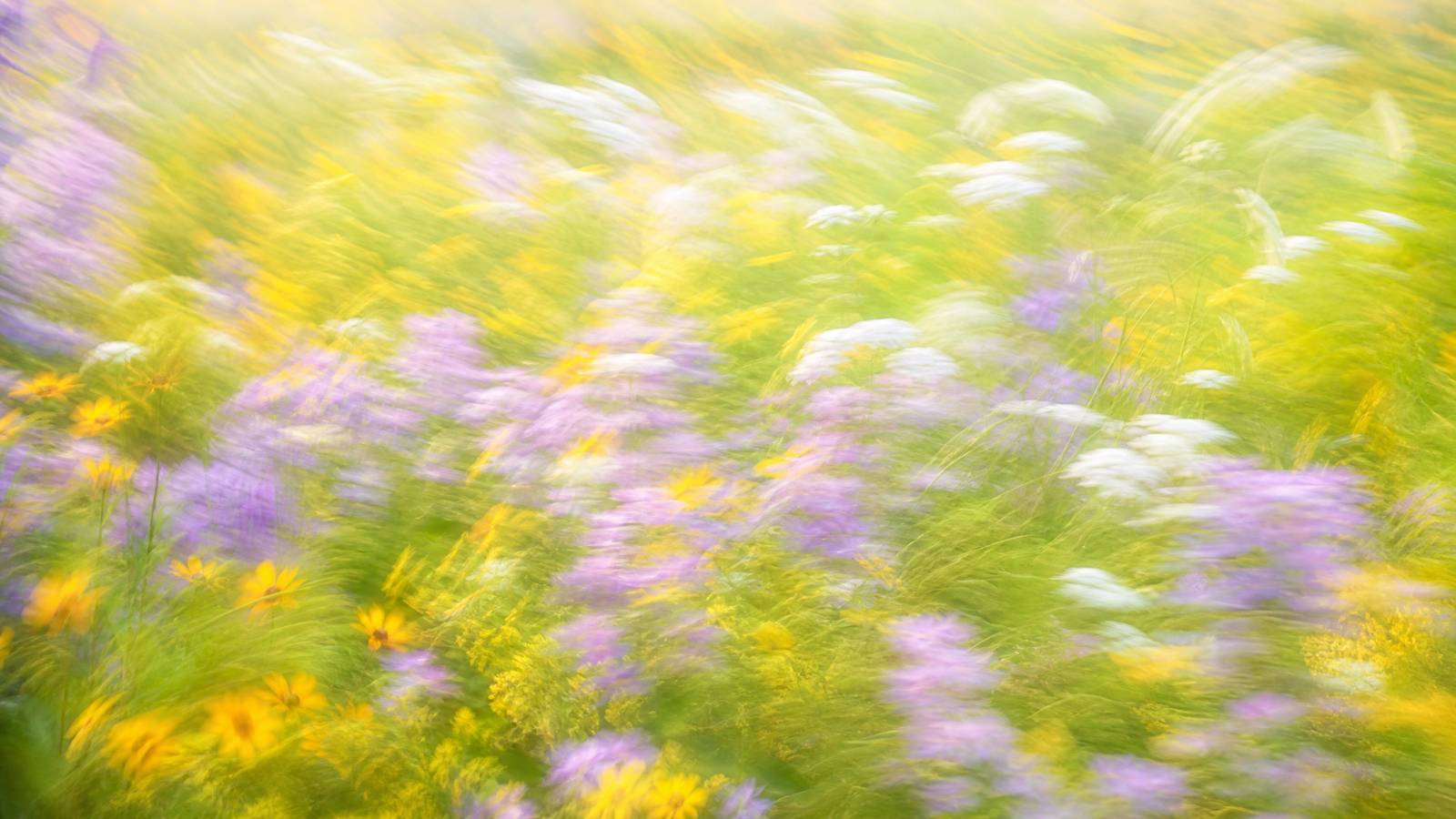 Bright high-key motion-blur wildflower meadow in lavender, yellow and green
