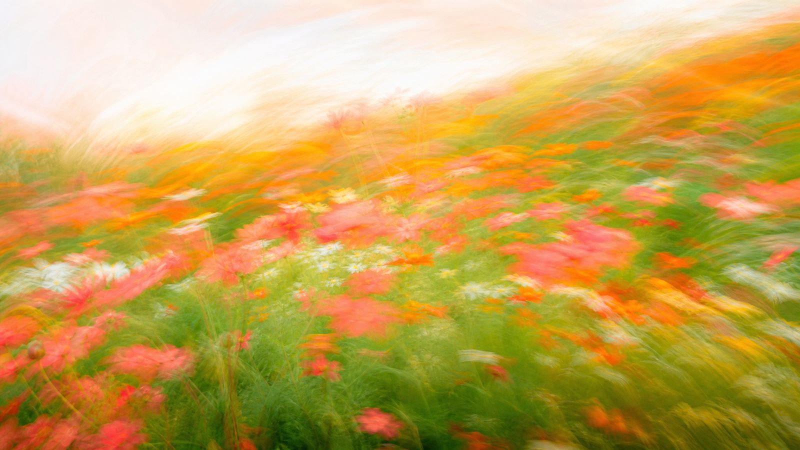 Bright motion-blur wildflower meadow in coral and green