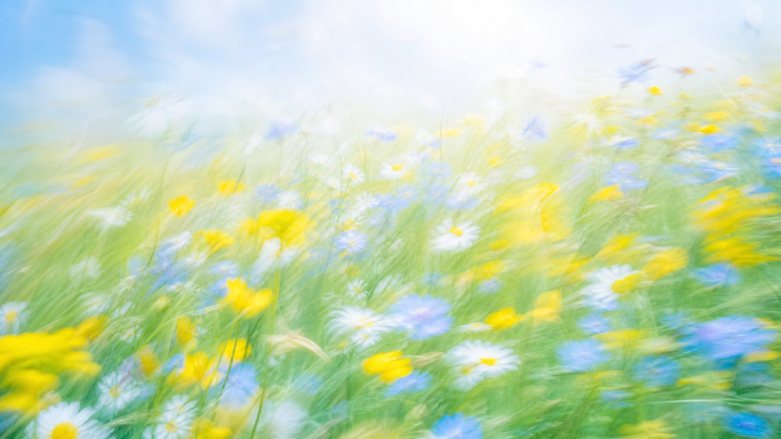 Bright high-key motion-blur wildflower meadow in buttercup yellow and blue