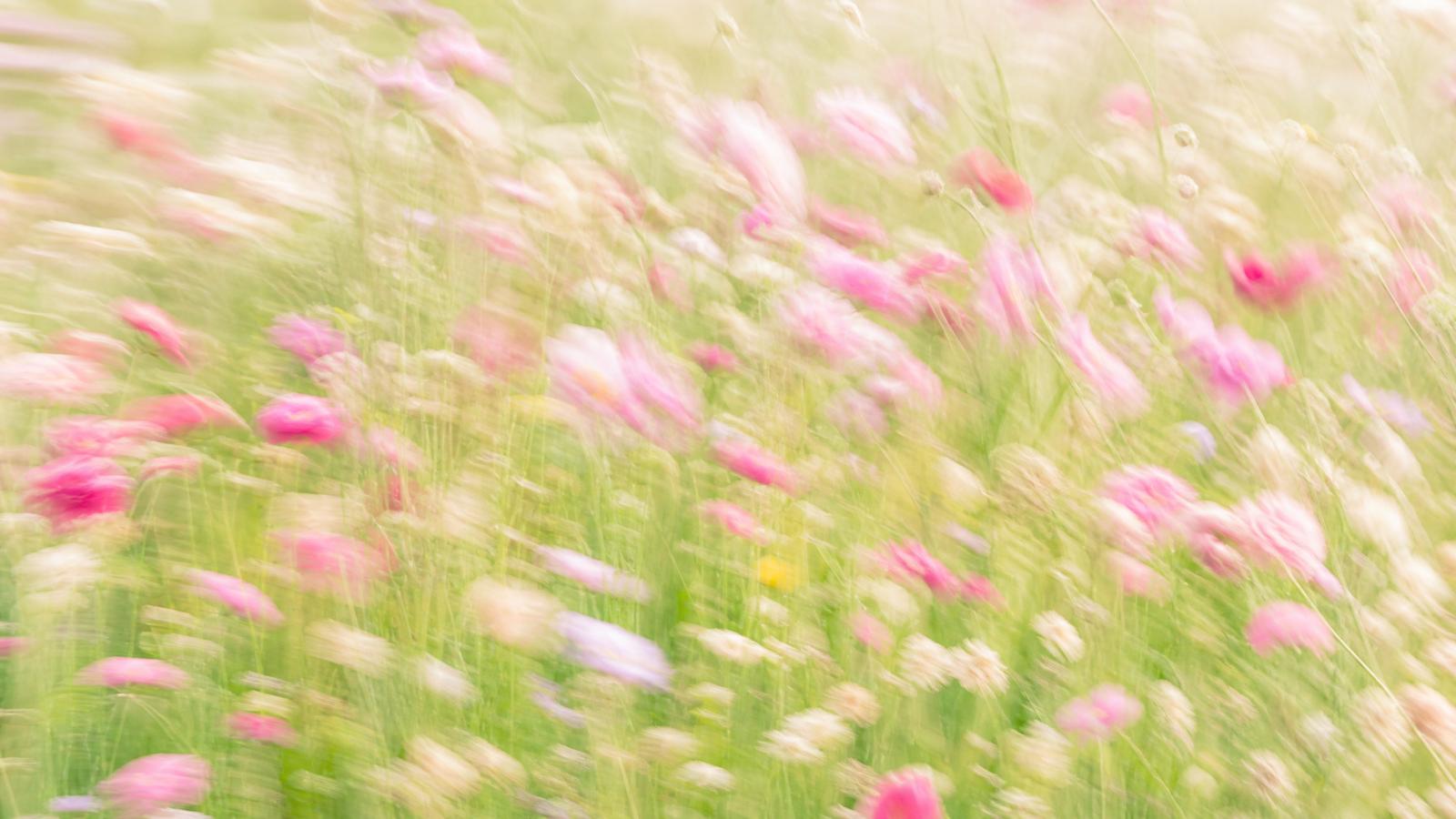 Bright high-key motion-blur wildflower meadow in rose pink and sage green