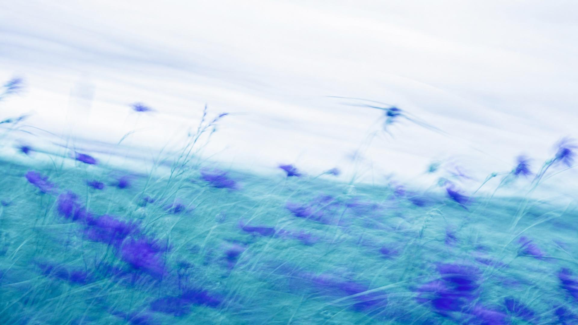 Dreamy high-key motion-blur wildflower meadow in indigo and teal