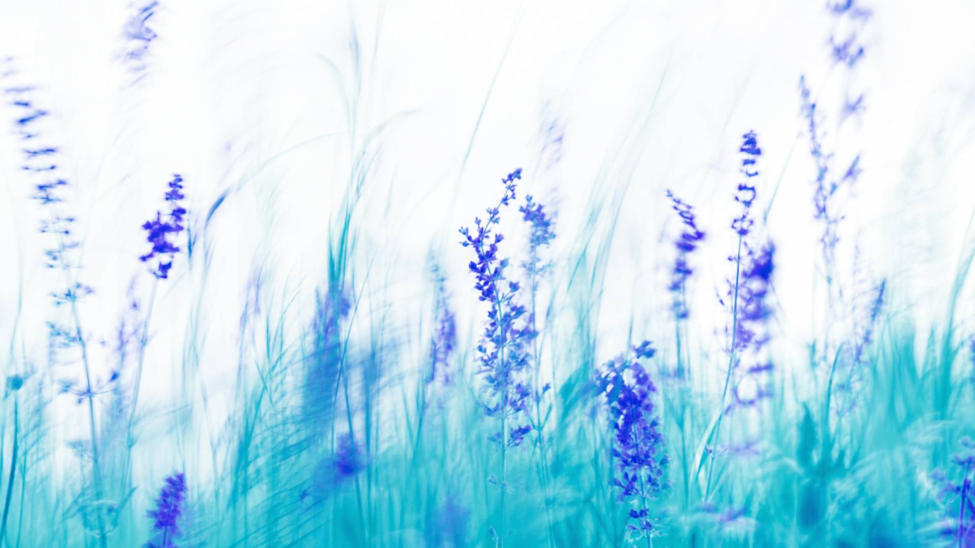 Dreamy high-key motion-blur wildflower meadow in indigo and teal