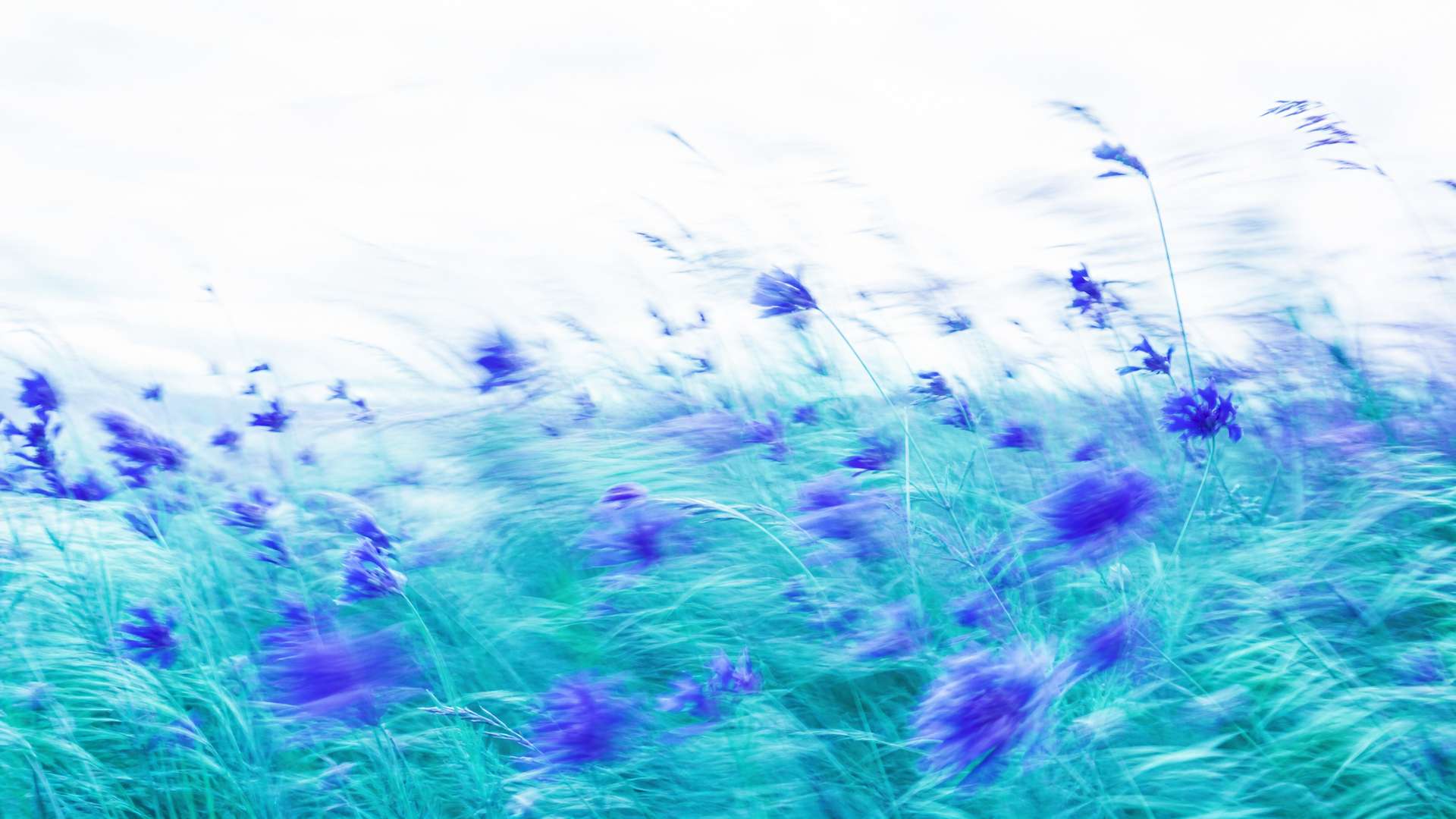 Dreamy high-key motion-blur wildflower meadow in indigo and teal