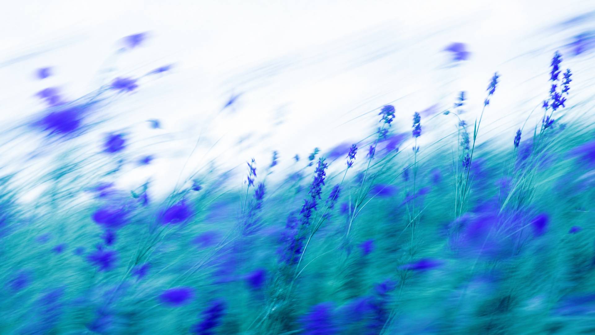 Dreamy high-key motion-blur wildflower meadow in indigo and teal