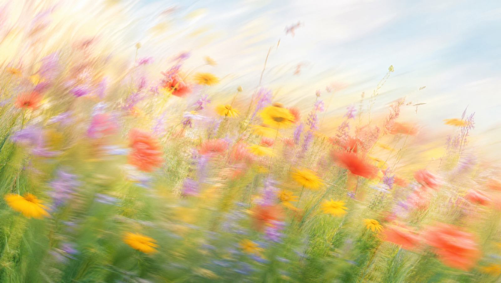Bright impressionistic motion-blur wildflower meadow with coral, golden and violet blooms in high-key light