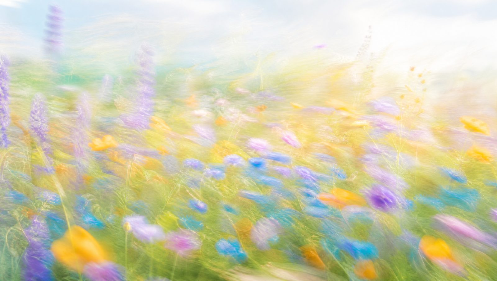 Bright airy impressionistic wildflower meadow in violet, teal and amber, high-key light