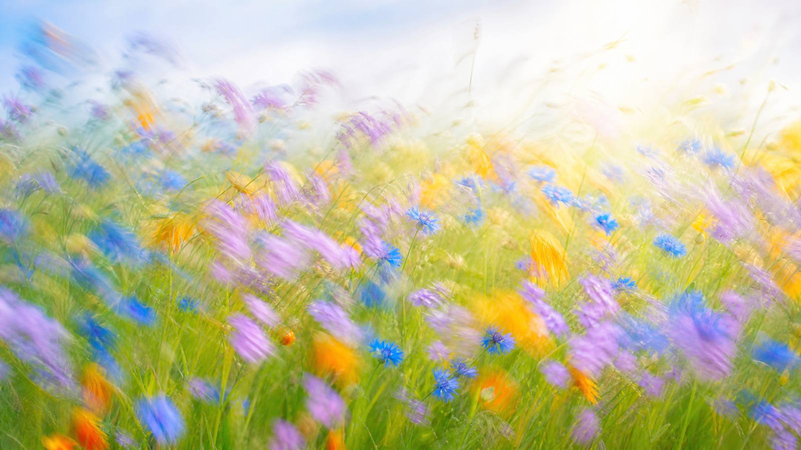 Bright impressionistic motion-blur wildflower meadow with soft lavender, cornflower-blue and warm gold blooms in high-key light