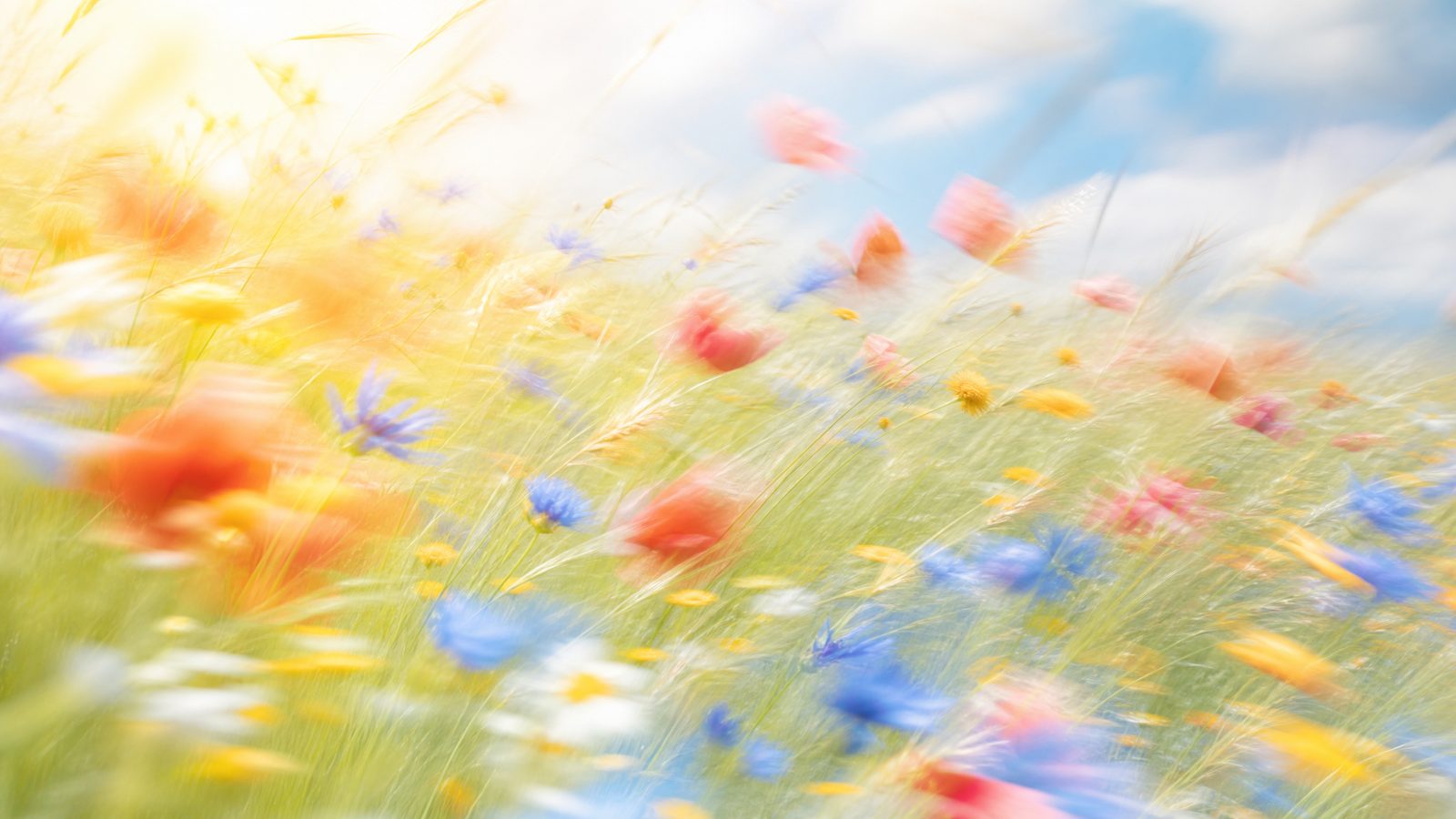 Dreamy high-key motion-blur wildflower meadow with cornflower-blue, coral and warm gold blooms