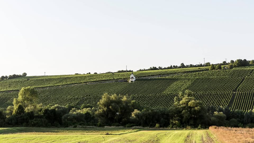 Weingut Bickel-Stumpf VDP