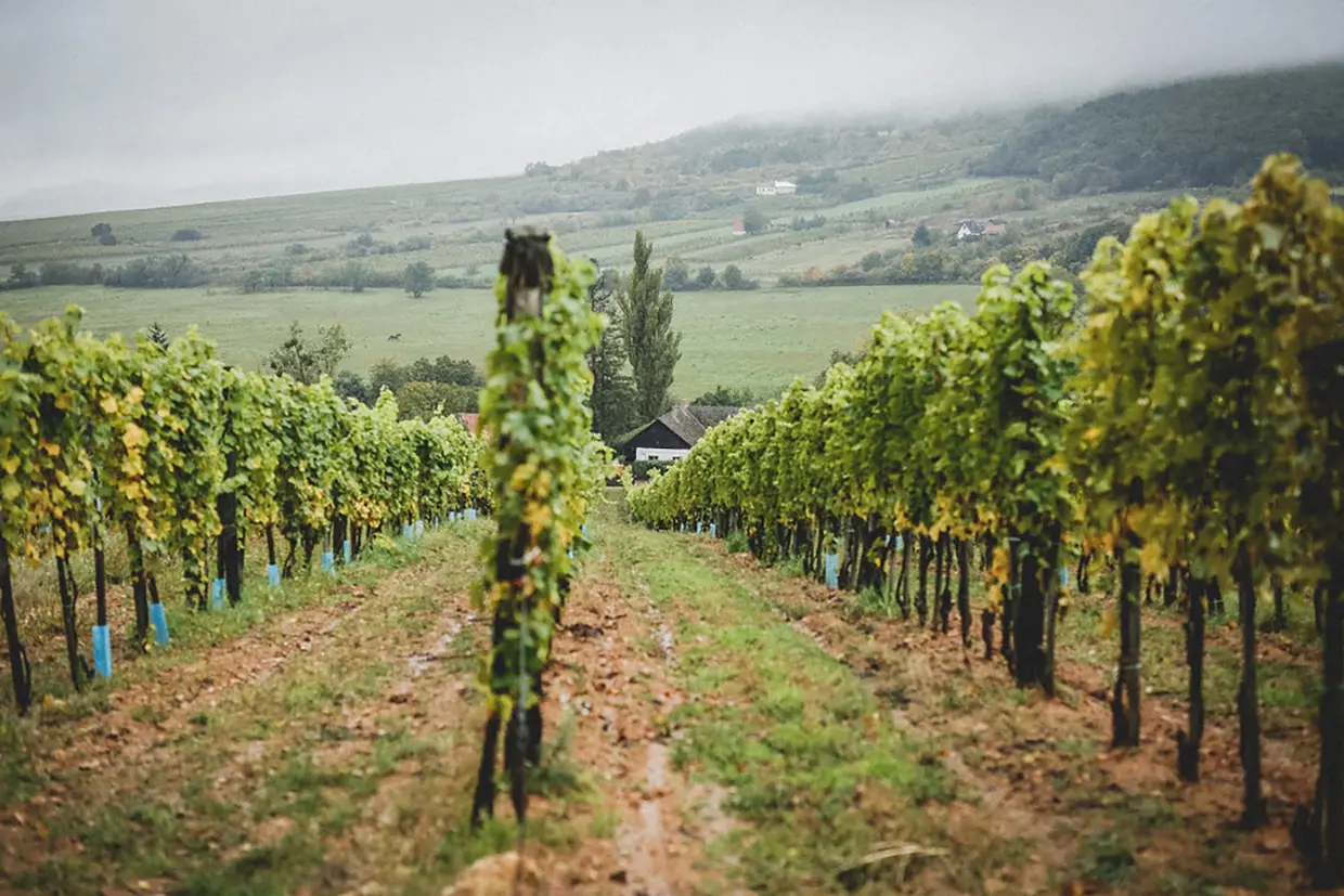 Harsányi Pincészet