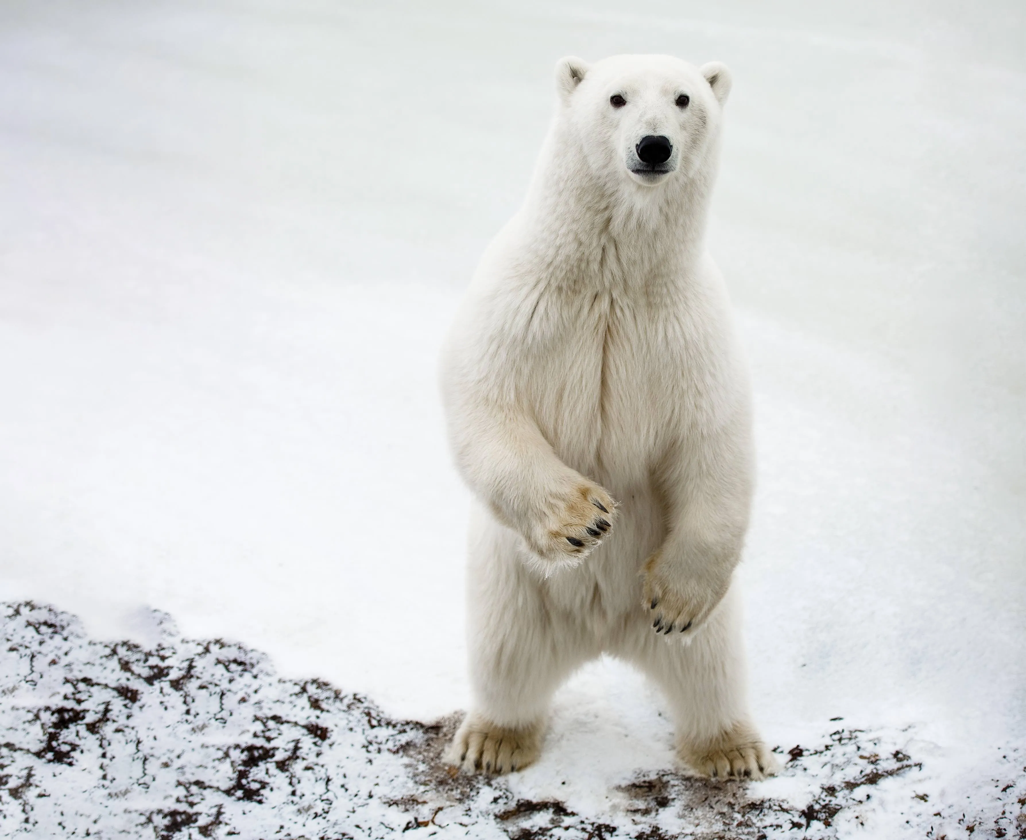 Frontiers North Image of Polar bear standing on rock directed by Edmond Huot