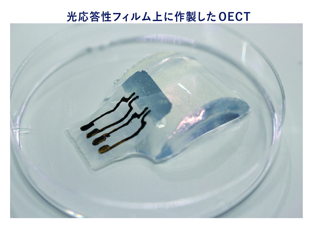 OECTの作製技術開発の一例として、光照射により撥水性が変化する機能性フィルムを新たに設計し、目的とする位置に選択的に混合伝導性高分子を塗布する技術を確立した。これにより、チャネル構造を高精度に形成することが可能となった。さらに、この膜は開放型マイクロ流路との組み合わせが可能であり、体表面での汗などの生体液を効率よく回収・輸送し、そのままセンシングへと接続する一体型システムへの応用が期待される。