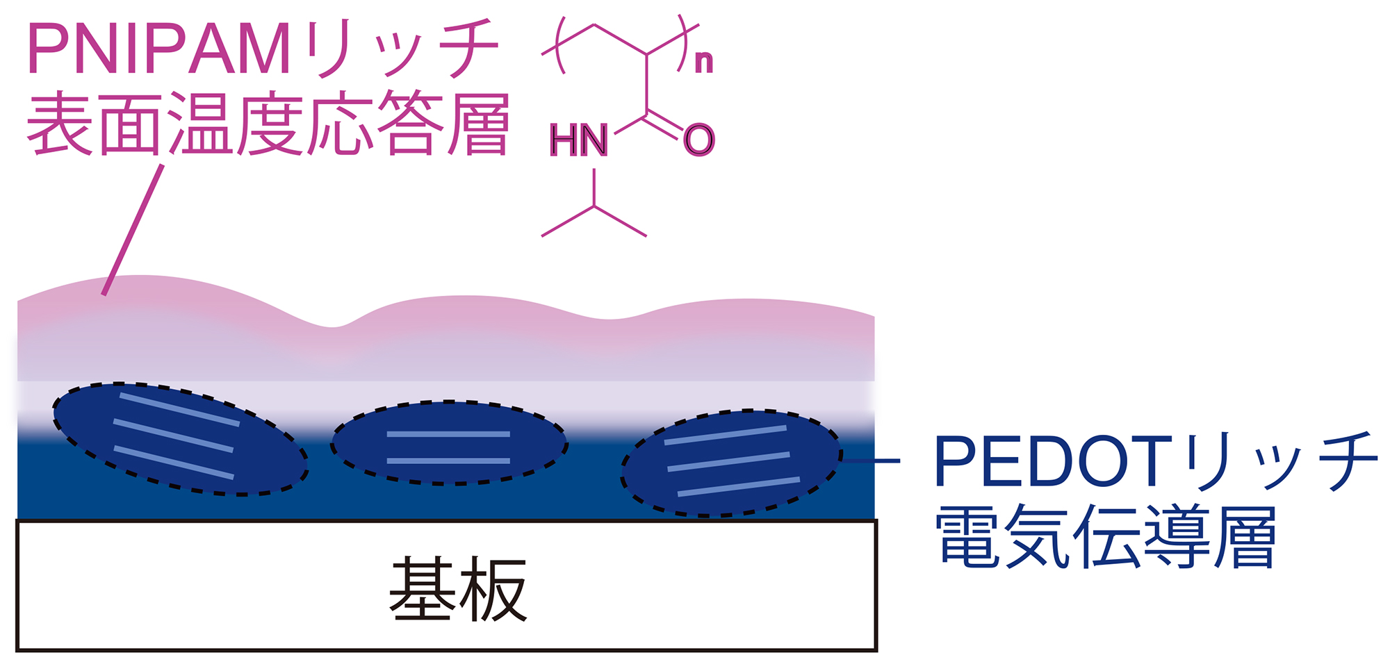 バイオセンサの応用においては、温度計測へのニーズがあり、それに応えるため、温度応答性を有する高分子を既存材料にブレンドすることを検討した。特に、体温付近で水に不溶となる性質をもつ高分子を用いたところ、加熱により親水性が低下し、該当高分子が膜表面へと自発的に移動する現象が確認された。その結果、自然に二層構造が形成されることを見出した。