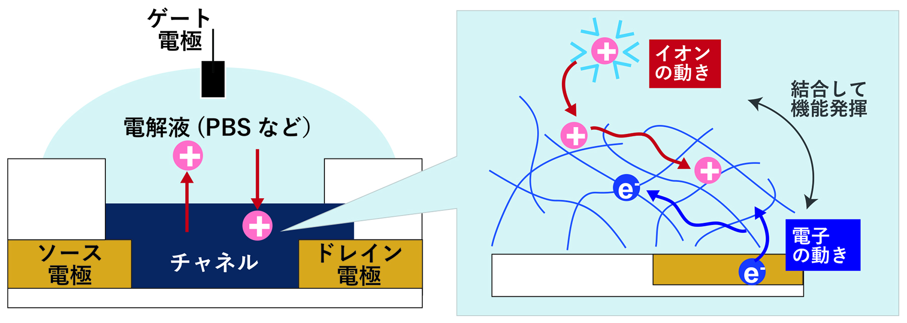 有機電気化学トランジスタ（OECT）は、従来の電子のみを輸送する有機トランジスタとは異なり、電子とイオンの両方を輸送可能な有機電子素子である。従来型の有機トランジスタでは電圧の検出は可能だが、生体内などのイオン環境下で機能させるには、イオン透過性が不可欠となる。