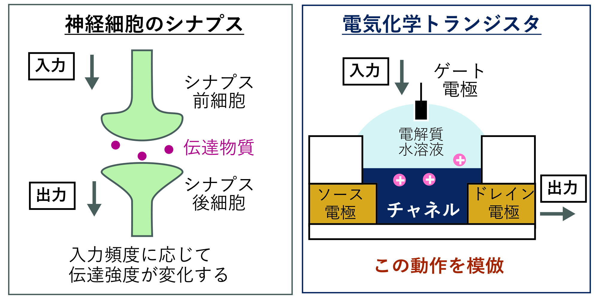神経模倣素子（ニューロモルフィックデバイス）では、シナプスのように入力の頻度に応じて素子の応答特性が変化することが求められており、特に入力の繰り返しによって導電性が変化する「シナプス可塑性」の再現が重要な課題となっている。 本研究では、そのようなシナプス的動作の実現を目的として、導電性高分子にイオン伝導性高分子を混合した混合伝導性高分子膜を活性層として用いた神経模倣素子を開発した。