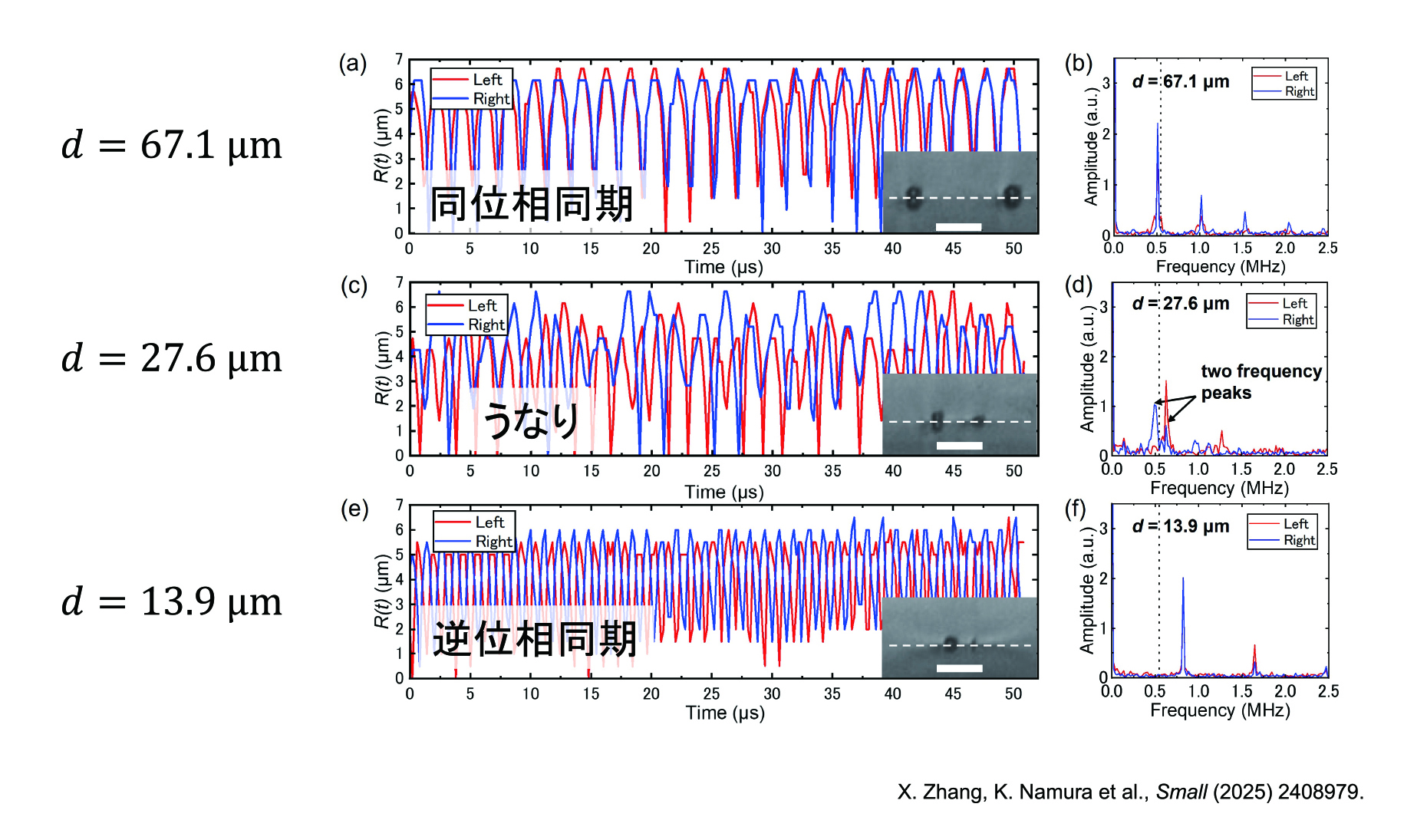 レーザーを当てる位置の間が十分に遠いと、泡同士がお互いの存在に影響を与えずにそれぞれ振動する。一方、90㎛まで近づくと、振動によってできる圧力波が伝わり、お互いの振動を感じ取ることで、二つの泡の振動が同期したり、または逆の位相で同期したりする。画像はバブル半径の時間変化。