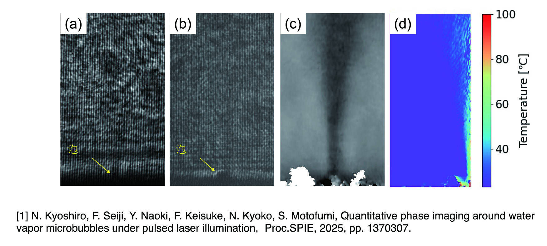 発見した泡の現象について、定量位相顕微鏡を使い、温度分布の分析を進めている。これにより、泡がなぜ振動しているのか、なぜマランゴニ力が働いているのかの解明を目指している。 水は、温度があがり、密度が下がると屈折率が変わる。つまり、水の中を進んだ光の曲がり方は温度を反映しているといえ、これを自作の定量位相顕微鏡によって測ることで、光の位相の分布の可視化を行う。