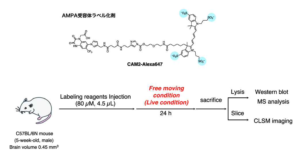 生きたマウス脳内の内在性AMPARのラベル化。