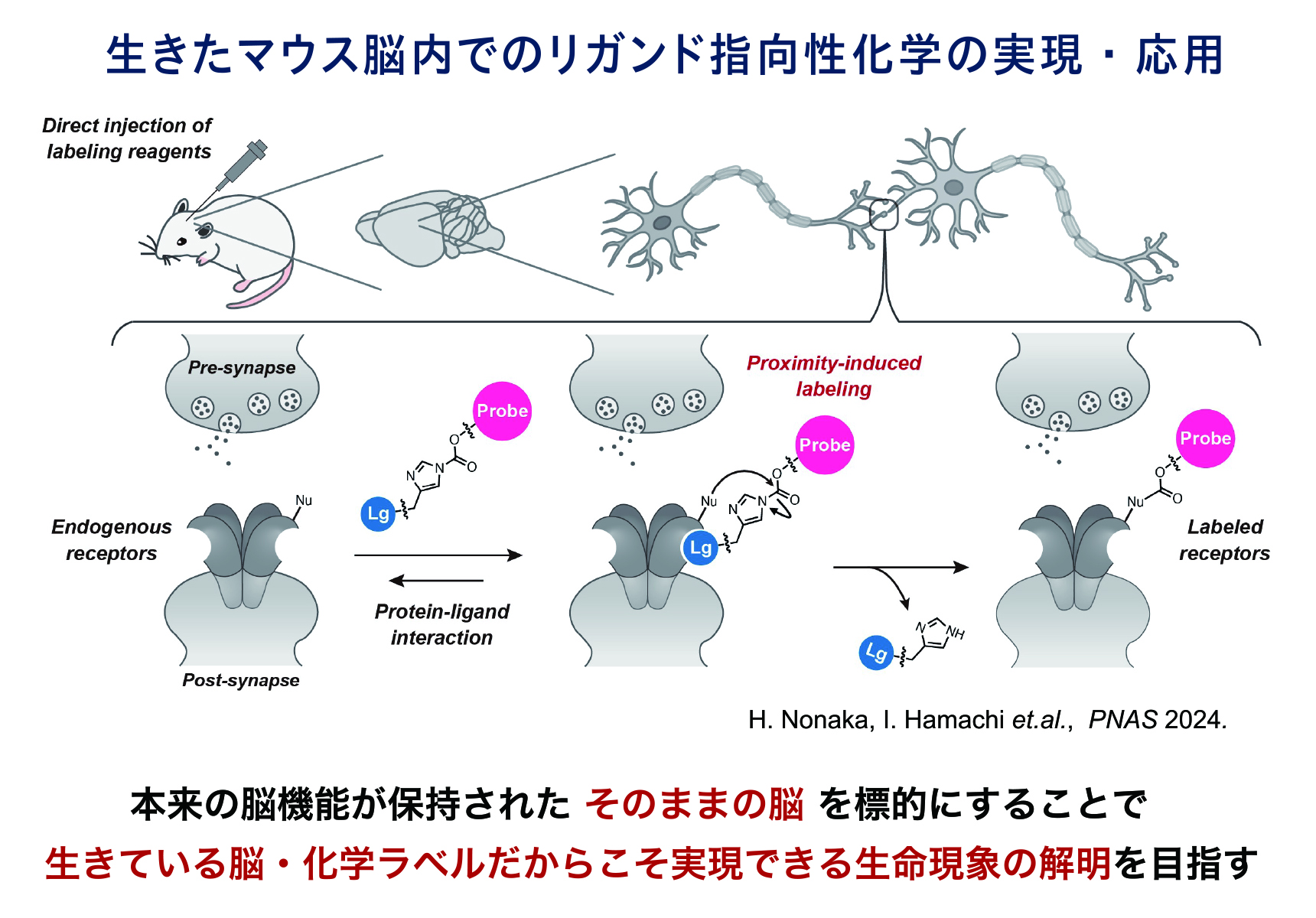 21世紀は「脳の時代」と言われているが、未解明な部分が多い。特に生きている脳において、天然の神経伝達物質受容体の機能・状態を解析することは難しかった。研究では、共同研究者の浜地らとともに、標的とする受容体タンパク質のリガンドとプローブが組み合わさった、生きている動物の中でも使える新しい化学反応剤を開発した。リガンド部分が標的とする受容体タンパク質に結合し反応剤が近づくことで、蛍光色素やペプチドといった、自分たちののせたいプローブを標的とする受容体にのせることに成功した。