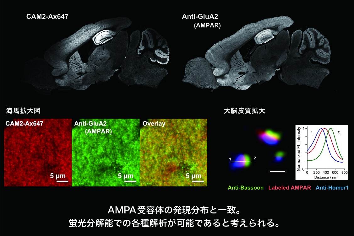 開発した手法を用い、AMPA受容体というシナプス伝達に関わる受容体タンパク質の標識を試みた。目標のAMPA受容体に蛍光色素をつけ、可視化することに成功した。