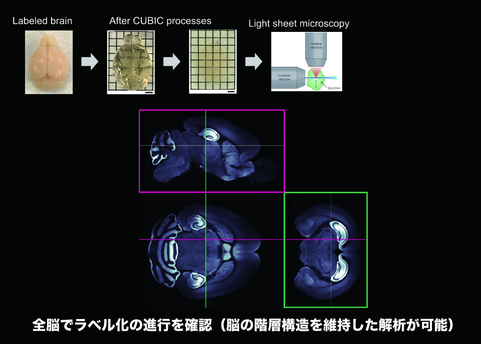 ラベル化受容体の全脳3Dイメージング。標識した受容体について、CUBICという方法で脳全体の3Dイメージングを行うことに成功した。 今後、例えば脳機能の調整に関係している特定の酵素の活性など、特定の知りたい対象について、脳全体で可視化することを目指している。また、開発したこの方法であれば、リガンドを変えることによって、AMPA受容体以外の様々な脳の受容体タンパク質を標識することができる。