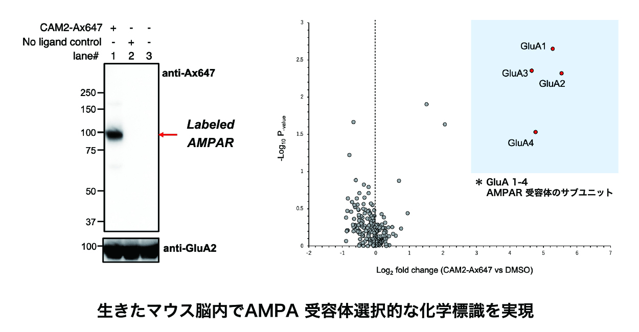 生きたマウス脳内でAMPA受容体選択的な化学標識を実現。