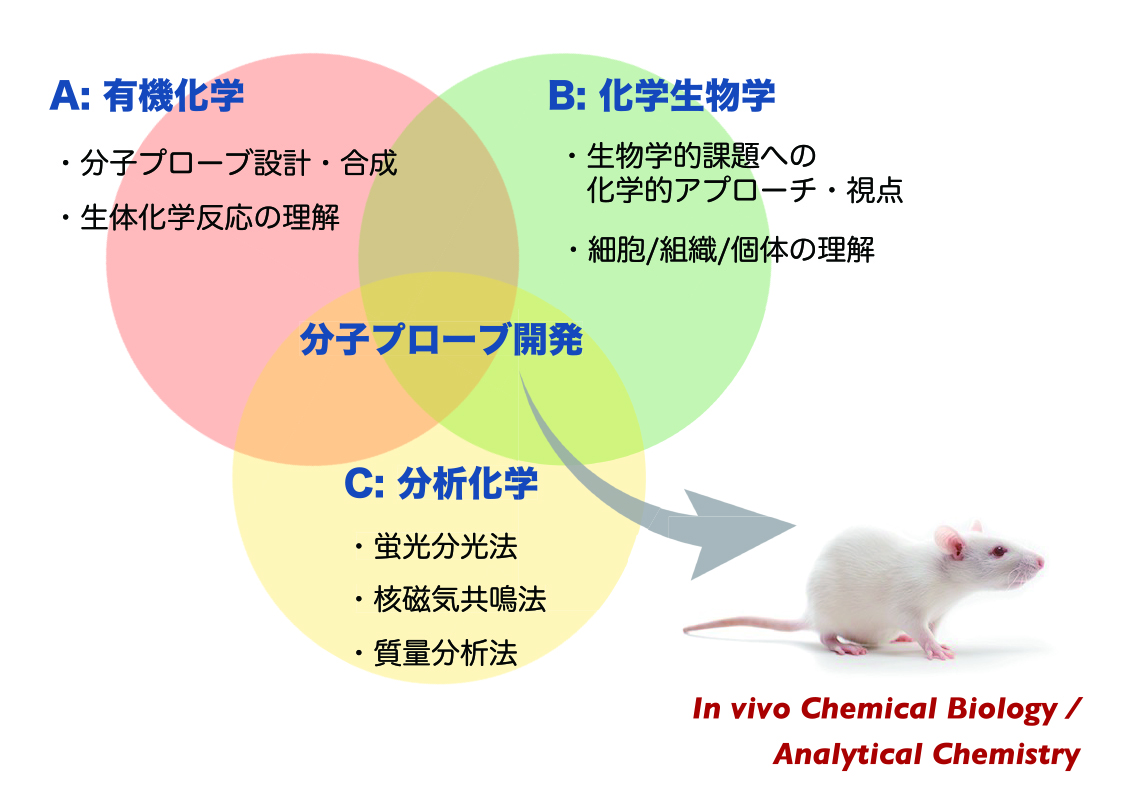 生命・生体を解析するために、生体機能を探索する分子（分子プローブ）の開発をすすめている。分子プローブの設計・合成を支える有機化学、生物学が抱える課題に化学的にアプローチを行う化学生物学的な視点、そして最先端の分析化学手法とを組み合わせ、独自の分子プローブの開発に取り組んでいる。