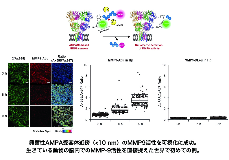 シナプスの形成や除去、結合度合いの調整には、MMP-9という酵素が関わっているといわれている。この酵素がいつ・どこで・どのような時に酵素活性を示すのかに関しては、見る方法がないために明らかになっていない。研究では、ある種のシナプスに集まっているAMPA受容体から10 nmの範囲に存在するMMP-9の活性の可視化に成功した。生きている動物の脳内でのMMP-9活性を直接捉えた世界初の例である。