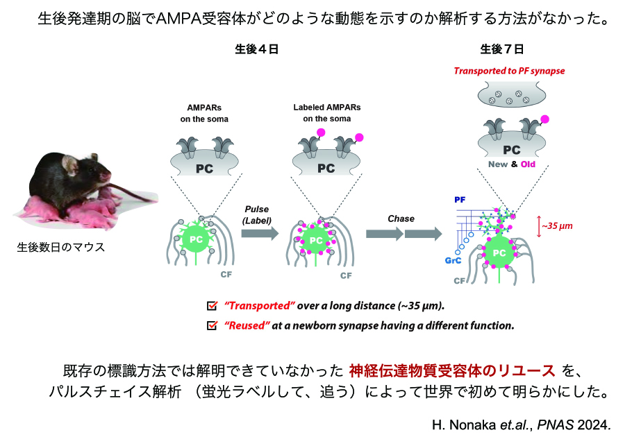 脳の発達過程では、神経細胞が成長し、シナプスの形成や除去が盛んに行われている。このような生後発達期におけるシナプス数の調整は、各種の精神疾患にも関係していると言われている。このプロセスにおいて、代表的な神経伝達物質受容体であるAMPA受容体がどのように関わっているかはわかっていなかった。開発した手法を用いて、パルチェイス標識により受容体の未知動態の解明を行った。