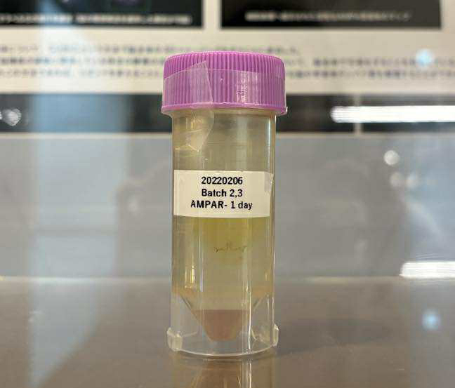 透明化した脳。開発した方法によって蛍光色素で受容体を標識している。ライトで照らすと、標識した受容体は肉眼では捉えられない色のため見えないが、別の方法で染色した細胞の核が光って見える。