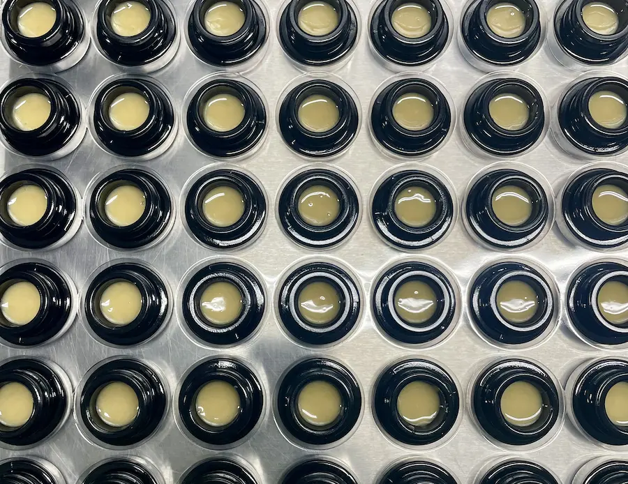 Close-up of multiple small black containers filled with light yellow rosin arranged in a grid.